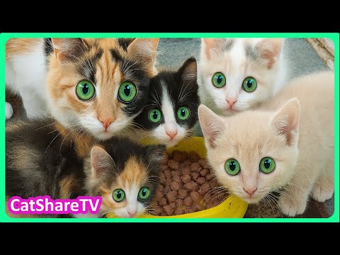 Видео: Крошечные Котята Борются За Жизнь На Улице! 🔥