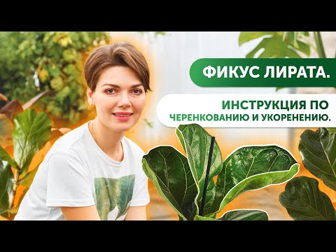 Видео: Фикус Лирата. Инструкция по черенкованию и укоренению.