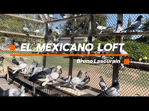 Видео: Встречайте чемпиона! El Mexicano Loft – победитель FVC Futurity, занявший 1-е место 🔥
