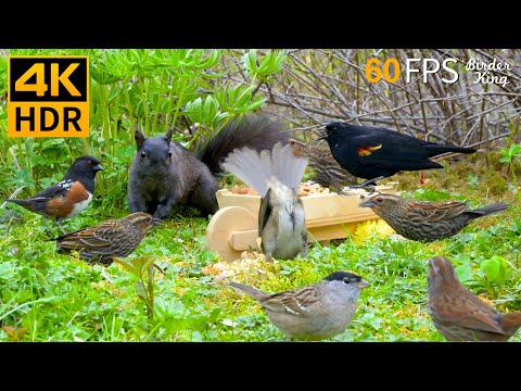 Видео: КОШКА ТВ 😺🐦‍⬛ Милые птицы и белки 🐿 4K HDR