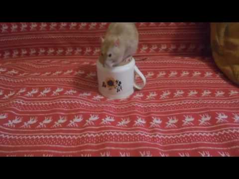 Видео: Дрессировка крыс