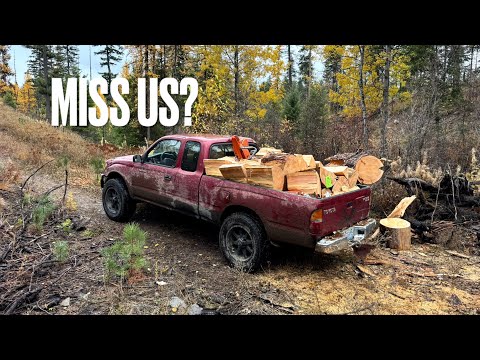 Видео: Заготовка дров осенью 2025 г.