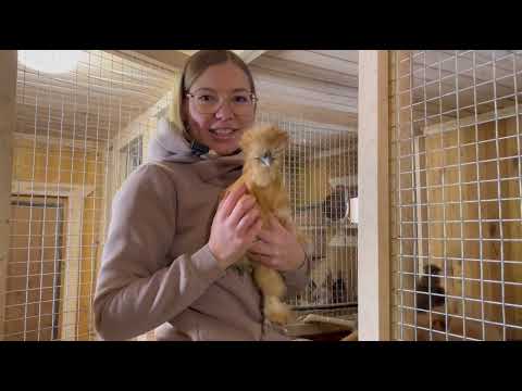 Видео: Курятник