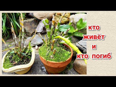 Видео: Орхидеи после обморожения. Дендробиумы, Целогина.