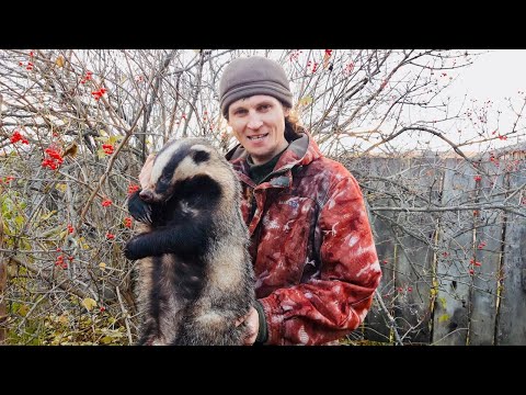 Видео: Собираем шиповник поймали крупного барсука