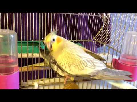 Видео: 12-5 Хочу оставить себе попугая. Какого и как выбрать. Кореллы ручные попугаи. асмр