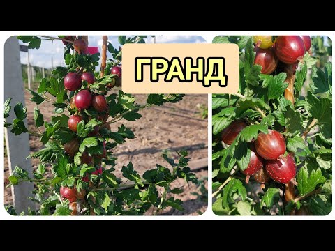 Видео: Крыжовник Гранд. Супер рыночный сорт