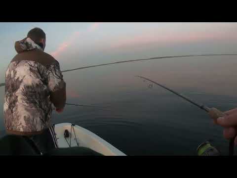 Видео: Ловили в отвес судака,а попался сом...Попали на вечерний выход жереха.