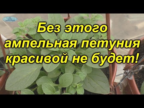 Видео: Выращиваете ампельную петунию? Обязательно сделайте с ней это!