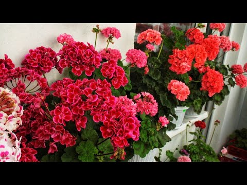 Видео: Гуллатишни 5 та қоидаси. Геран узоқ ва чаман гуллаши учун 5 та асосий қоида.