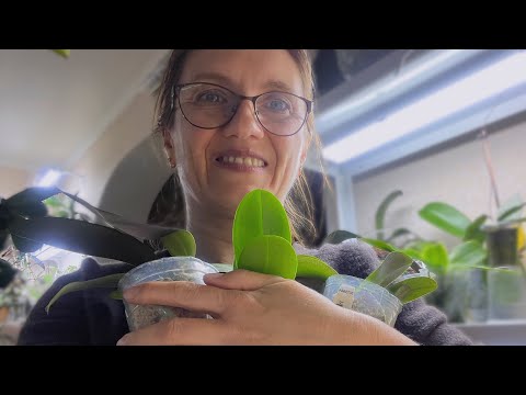 Видео: 4 НОВЫЕ ОРХИДЕИ В МОЕЙ КОЛЛЕКЦИИ ЭТОЙ ОСЕНЬЮ