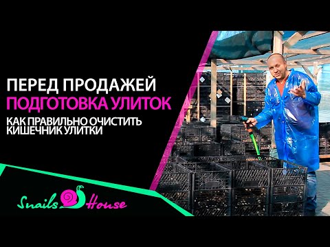 Видео: Подготовка улиток перед экспортом/ продажей/ очистка кишечника улитки/ ферма улиток
