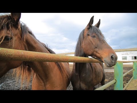 Видео: Глазами животных #288 (Уфимский конный завод №119 и русская рысистая порода лошадей)