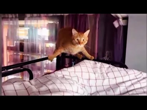 Видео: "СМЕШНЫЕ И ПРИКОЛЬНЫЕ 😂" - 44