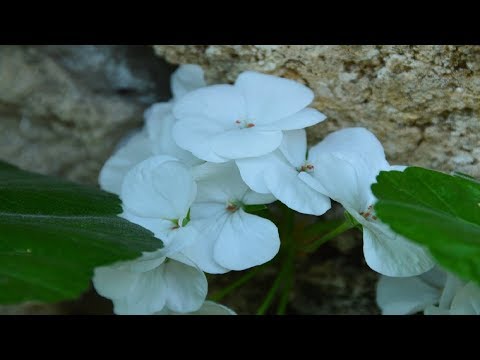 Видео: Пеларгонии.  Оказывается пеларгониям не нужен лёгкий грунт !