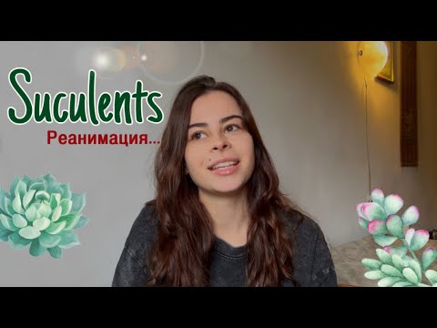 Видео: Они просили Помощи | Мои мысли и Сукуленты 🤐 