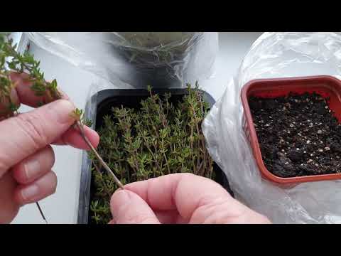 Видео: Тимьян(чабрец) и Розмарин. Как вырастить без хлопот. Тимьян размножение черенками.