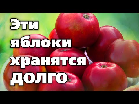 Видео: ОСЕННИЕ И ЗИМНИЕ СОРТА ЯБЛОНЬ. Отлично плодоносят в северных садах