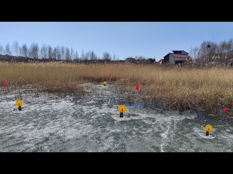 Видео: Щуки не дают покоя! Не успеваю заряжать ЖЕРЛИЦЫ!!! Последний лёд 2022.