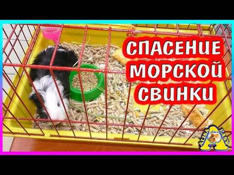 Видео: Не смогла пройти мимо / Новый питомец / хомки / Alisa Easy Pets