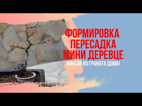 Видео: БОНСАЙ из граната! Крошечный! КАК ПРАВИЛЬНО пересаживать мини деревце?