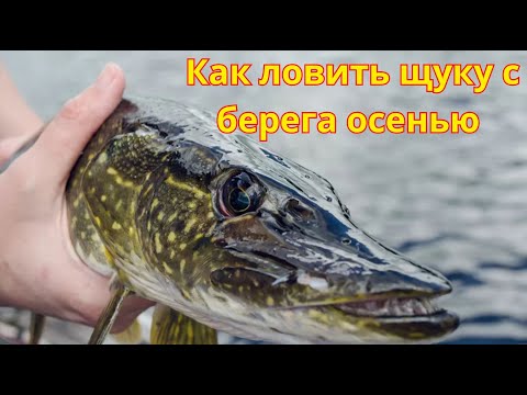 Видео: Как ловить щуку с берега осенью на мелководном пруду