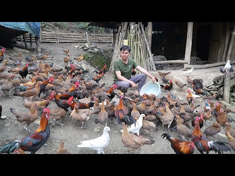 Видео: Сегодня распроданы все дикие куры. Роберт | Green forest life