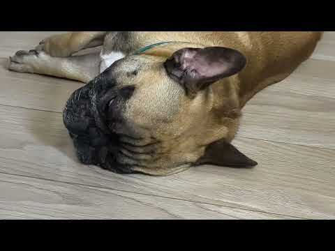 Видео: Явно на мотоцикле #французскийбульдог #собака #собакаприколы #бульдог #funnydogvideos #frenchbulldog