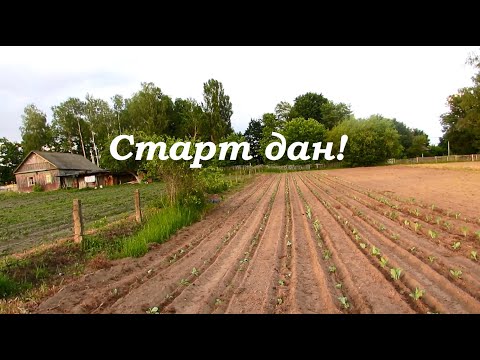 Видео: Высадка капусты на целинном участке.