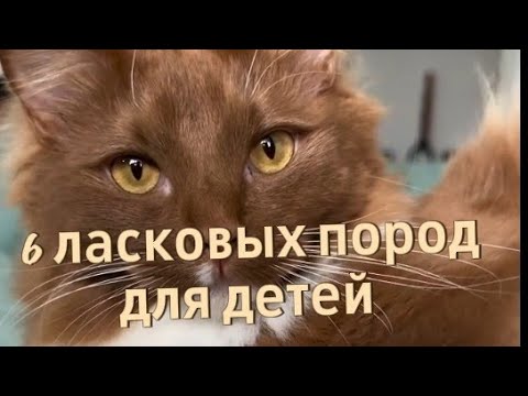 Видео: 6 самых ласковых и спокойных пород кошек для детей 🐱💖