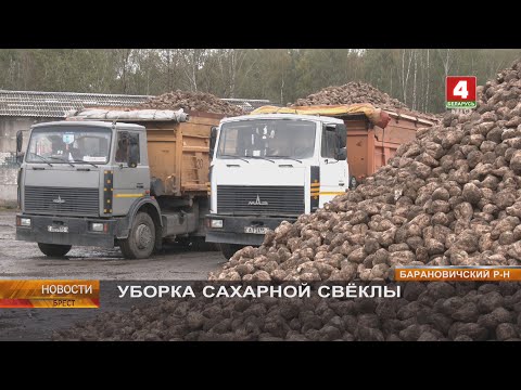 Видео: УБОРКА САХАРНОЙ СВЁКЛЫ