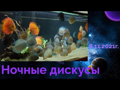 Видео: 🐠Ночные дискусы#дискусы#discus#аквариумныерыбки#релаксирыбки