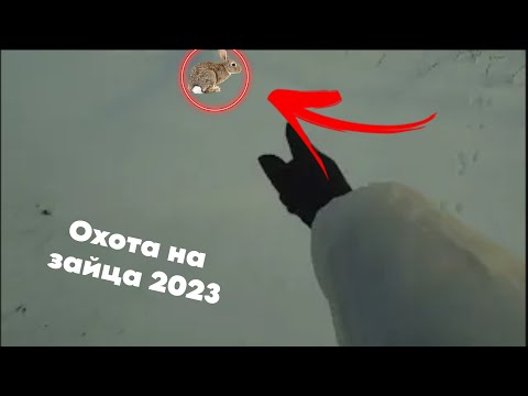 Видео: Тропление зайца - русака по первому снегу 23-24г