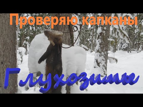 Видео: Проверка путика КА-2 глухозимье в тайге все замерло тишина заложил эксперимент но все же не пустой