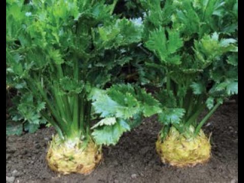 Видео: Оптимальные сроки посева сельдерея.01.02.2020