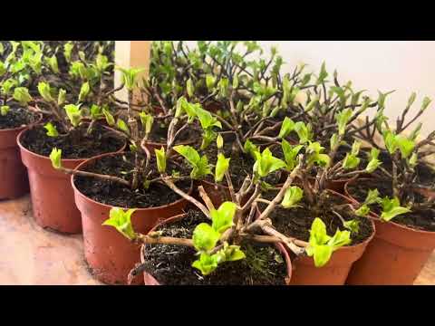 Видео: Новое поступление крупнолистной гортензии к 8 Марта 🔥 #крупнолистные, #выгонкагортензий, #купить