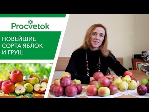 Видео: Будьте в курсе! Новейшие сорта яблонь и груш белорусской селекции