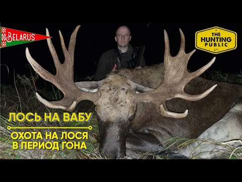 Видео: Лось на Вабу! Охота на лося во время гона! МАСТЕР-КЛАСС по подманиванию Лося!