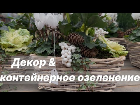Видео: Контейнерное озеленение ОСЕНИ 🍁 ДЕКОР 🍁 Садовые центры Германии 🍁