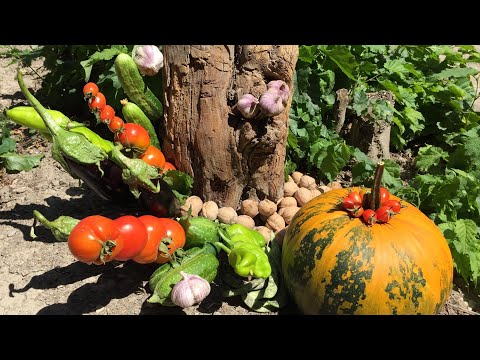 Видео: Հայոց հողի բարիքները / Hayots hokhi bariqner@ / Айоц охи барикнеры