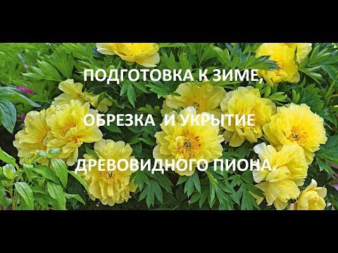 Видео: Обрезка и укрытие в зиму древовидного пиона .