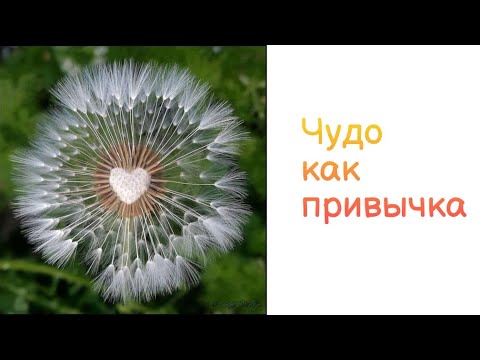Видео: Чудо, как мы туда попадаем и как остаться с Чудом? Запись открытого эфира