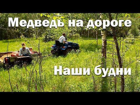 Видео: Новый дом для уток// Встреча с медведем// Еще больше кур// Ландыши