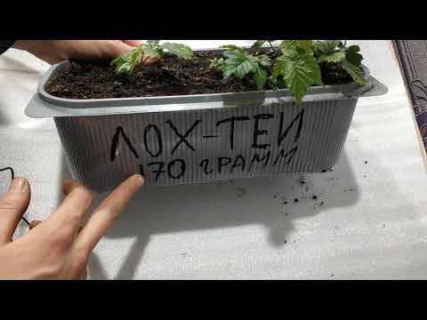 Видео: размножение ежевики сорта лох-тей корневыми черенками (часть 3)