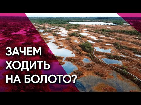 Видео: Какердая — Как эстонцы заново открыли болота. Путь через топи, легенды и дыхание древней земли