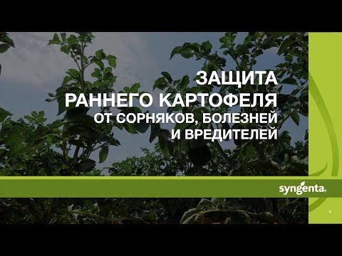 Видео: Защита раннего картофеля от сорняков, болезней и вредителей!