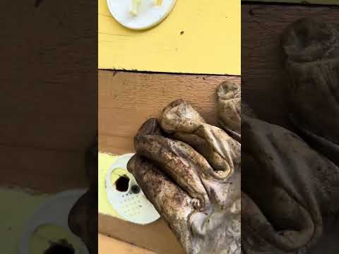 Видео: Италия. Пчеловодство Какие работы в июле на пасеке ?