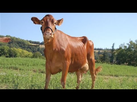Видео: 6 редких молочных пород, о которых эксперты не хотят, чтобы вы знали