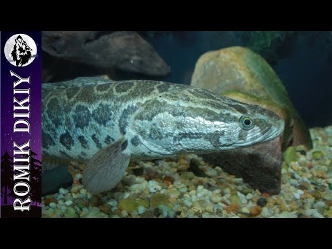 Видео: Рыбалка на змееголова. Дикое озеро. Часть 2