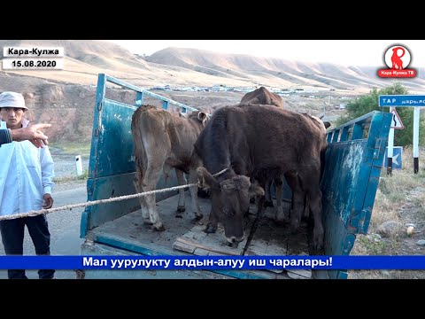 Видео: Мал УУРУЛУКТУ алдын-алуу/РЕЙД/Кара-Кулжа